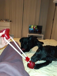 Іграшка для собак Woof канат на присосці з м'ячиком фото від покупців 1