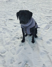 Пуховик Noble Pet Bobby Navy B4118/4XL (00001717) фото от покупателей 15