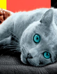 Упаковка влажного корма для кошек Sheba с курицей и говядиной в соусе 85 г 28 шт (4770608264192) фото от покупателей 6