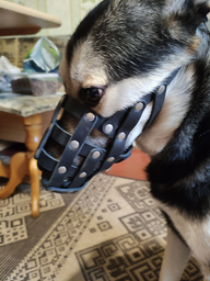 Намордник м'який Collar №2 (доберман, вівчарка сука, далматин) Чорний (06291Collar) фото від покупців 2