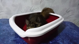 Туалет для кішок Природа Comfort L глибокий, без сітки, під пісок, з рамкою, Сірий, 49 х 39 х 15 см (4823082416981)