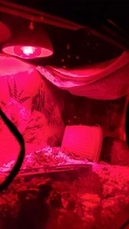 Лампа інфрачервона, що обігріває для рептилій Trixie Infrared Heat Spot Lamp 35 Вт