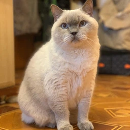 Сухий повнораціонний корм для стерилізованих котів старше 7 років Purina Pro Plan LiveClear для зменшення алергенів на шерсті з індичкою 1.4 кг фото від покупців 7