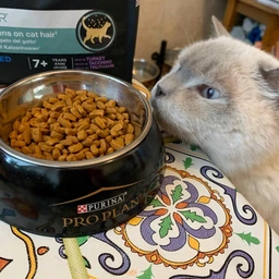 Сухий повнораціонний корм для стерилізованих котів старше 7 років Purina Pro Plan LiveClear для зменшення алергенів на шерсті з індичкою 1.4 кг фото від покупців 6