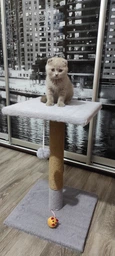 Когтеточка Природа "Феликс" Микс, 36х36х54 см