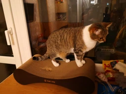 Кігтеточка дряпка з гофрокартону лежанка для котів з картонним фасадом Cat Joy Modern Whitish 54x13x25 см фото від покупців 4