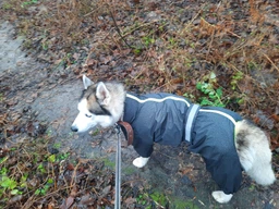 Комбінезон для собак Pet Fashion «RAIN» 6-XL (червоний) фото від покупців 5