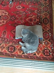 Дряпка Trixie Mimi Wave для котів, 50х9х23 см (картон) фото від покупців 14