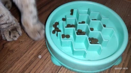 Миска-лабиринт для собак OutwardHound Fun Feeder Fun Feeder Tiny, 14 см, бирюзовая фото от покупателей 4