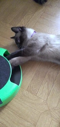 Іграшка Trixie Catch The Mouse для котів Трек ігровий з плюшевою мишкою пластик 25х6 см