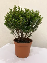 Мирт Myrtus communis на штамбі, висота 30-40 см, 12 горщик