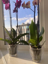 Горщик для орхідеї Orchid 1,5 л прозорий Serinova