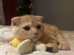 Іграшка для котів Petstages Банан 12 см фото від покупців 2