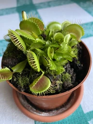 Росток венериной мухоловки. Дионея Floret фото от покупателей 11
