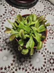 Растение хищник Венерина Мухоловка AlienPlants B52 Dionaea muscipula B52 размер L (SUN0001CP) фото от покупателей 13