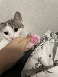 Наповнювач для котячого туалету "AnimALL", тофу, з ароматом персика, 6л фото від покупців 2