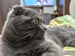 Сухий корм для дорослих котів Club 4 Paws Premium 14 кг.
