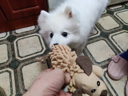 Іграшка для собак Trixie Собака з пищалкою 30 см Різнокольоровий (35930) фото від покупців 2