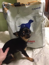 Сухой корм Royal Canin Gastrointestinal Low Fat Dog диетический для собак при расстройствах пищеварения 3кг фото от покупателей 14