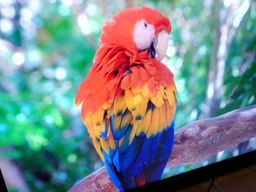 Телевизор Thomson 43UC6306 Smart TV, UHD, 43"! фото от покупателей 1