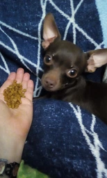 Сухой корм для собак мелких пород Royal Canin Mini Starter для беременности и лактации 1 кг фото от покупателей 9