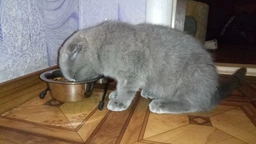 Холистик корм для котят Nutram Sound Kitten S1 з куркою та лососем 340 г фото від покупців 9