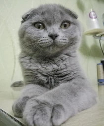 Холистик корм для котят Nutram Sound Kitten S1 з куркою та лососем 340 г фото від покупців 8