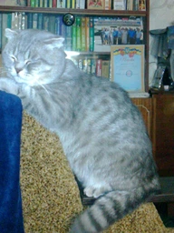 Сухой корм для кошек с чувствительным пищеварением Brit Care Cocco I am Gourmand 0.4 кг (8595602505777) фото от покупателей 3