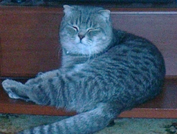 Сухой корм для кошек с чувствительным пищеварением Brit Care Cocco I am Gourmand 0.4 кг (8595602505777) фото от покупателей 4