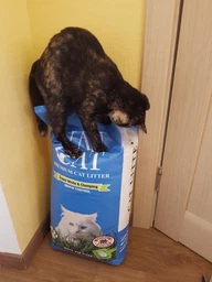 Наполнитель для кошачьего туалета Van Cat Premium Cat Litter Бентонитовый комкующий 20 кг (24 л) (8699245858518) (8699245858594) фото от покупателей 12