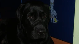 Сухий корм для собак Bosch Dog Premium HPC 20 кг (4015598300209)