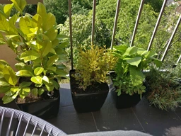 Розумний вазон Plastkon Water Flower Lover антрацит 3 л фото від покупців 16