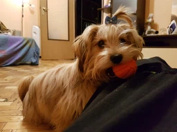 Іграшка для собак Collar Liker 5 М'ячик для цуценят і собак дрібних порід (6298) фото від покупців 13