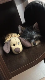 Іграшка для собак Trixie Собака з пищалкою 30 см Різнокольоровий (35930) фото від покупців 9