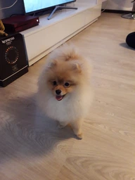 Корм Acana Puppy Small Breed Recipe сухой для щенят малых пород 6 кг фото от покупателей 3