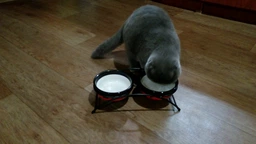 Подставка с мисками из керамики для кошек Trixie Eat on Feet 250 мл (4047974247907)
