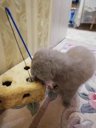 Іграшка для котів Trixie «Сір» 36 x 8 x 26 / 26 см фото від покупців 17