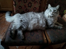Підставка з мисками з нержавійки для кішок Trixie 200 мл (4011905248301)