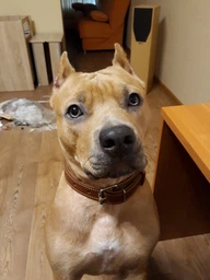Корм сухий Brit Premium Dog Junior L для цуценят та молодих собак великих порід від 1 до 24 місяців вагою 25-45 кг з куркою 8595602526437 фото от покупателей 8