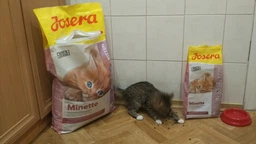 Сухой корм для котят, беременных и кормящих кошек Josera Minette 2 кг (4032254740674) фото от покупателей 1