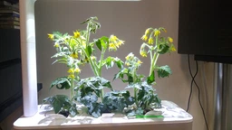 Розумний сад - гідропонна установка для рослин Click&Grow Smart Garden 3 (7212 SG3) фото от покупателей 2