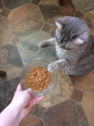Консервований корм Purina Pro Plan Veterinary Diets Sterilised Nutrisavour Шматочки з куркою для кастрованих котів 85 г (7613036092852)
