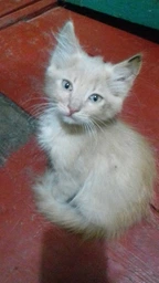 Консервований корм Purina Pro Plan Veterinary Diets Sterilised Nutrisavour Шматочки з куркою для кастрованих котів 85 г (7613036092852)