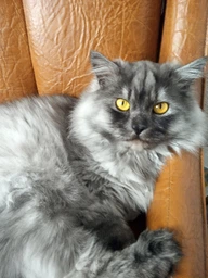 Сухий корм Royal Canin URINARY S/O CAT для дорослих кішок, сприяє розчиненню струменевих каменів та запобіганню їх повторному утворенню 1.5 кг (3182550711159)