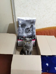 Сухий корм для дорослих кішок Purina Pro Plan Delicate Turkey зі смаком індички 10 кг (7613033566509)