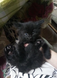 Консерви Purina Pro Plan Junior (банка) для кошенят Мус з куркою, 85 г фото від покупців 7