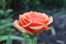 Фотоапарат Canon EOS 4000D BK 18-55 (3011C004AA) фото від покупців 3