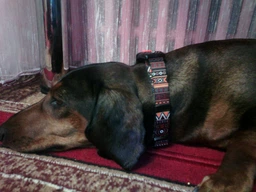Ошейник для Собак BronzeDog Urban Этнический Нейлоновый c Пластиковой Пряжкой Оранжевый 20 мм 30-40 см (51/1385) фото от покупателей 4