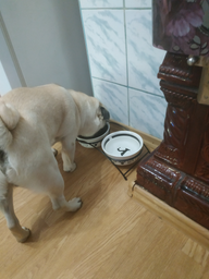 Подставка с мисками из керамики для собак Trixie Eat on Feet 650 мл (4011905246413) фото от покупателей 6