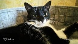 Влажный корм Felix для кошек (с курицей в желе) ТМ "Purina One" 85 г (90840) фото от покупателей 12